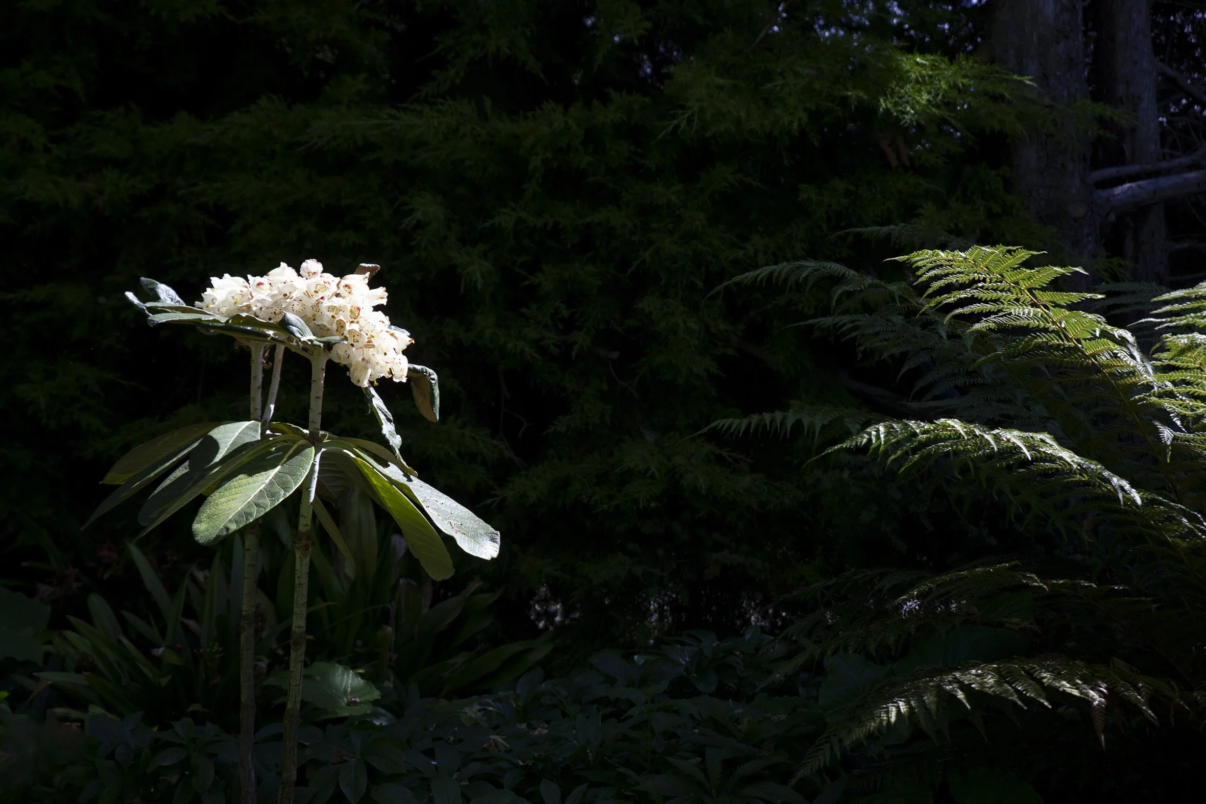 White flowers blooming in a dark forest with green foliage and sunlight highlighting the flowers and some leaves.