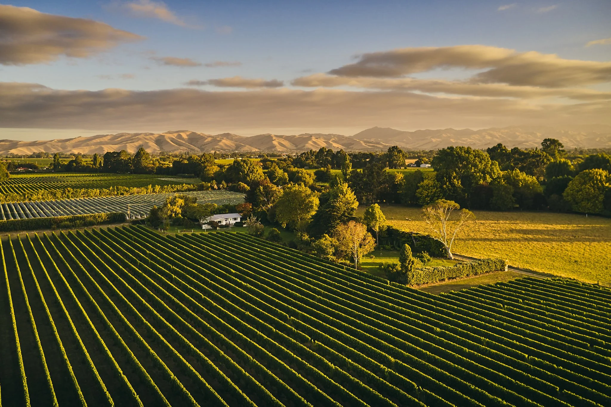 A scenic view of lush green vineyards, trees, a white house, and rolling hills in the distance, under a partly cloudy sky at sunset.