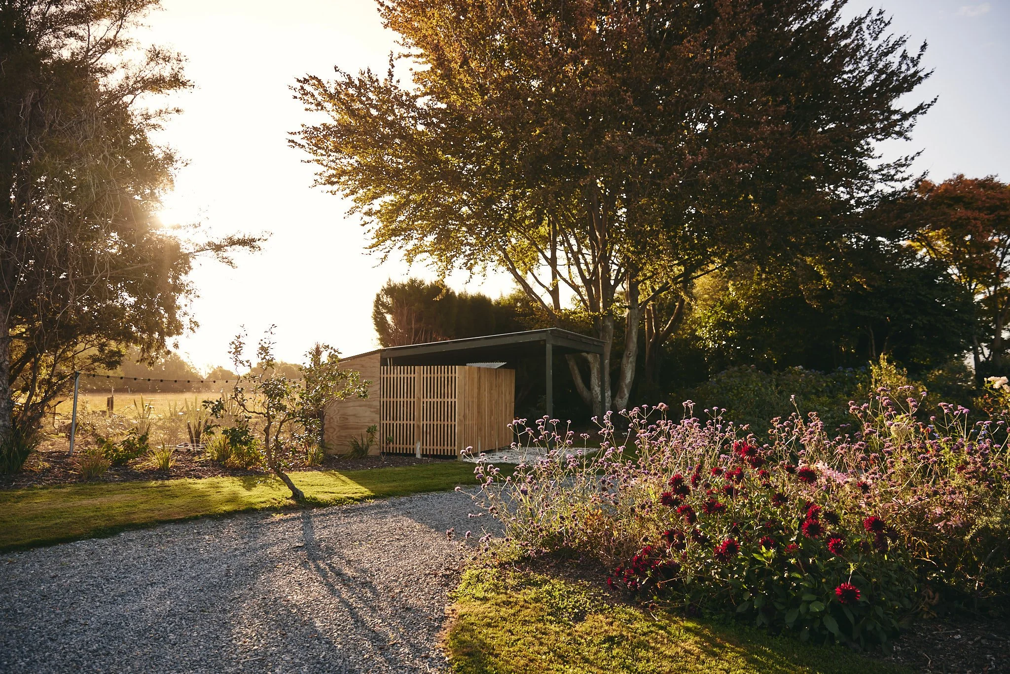 A garden scene at sunset with a gravel path, flowering plants, trees, and a wooden shed.