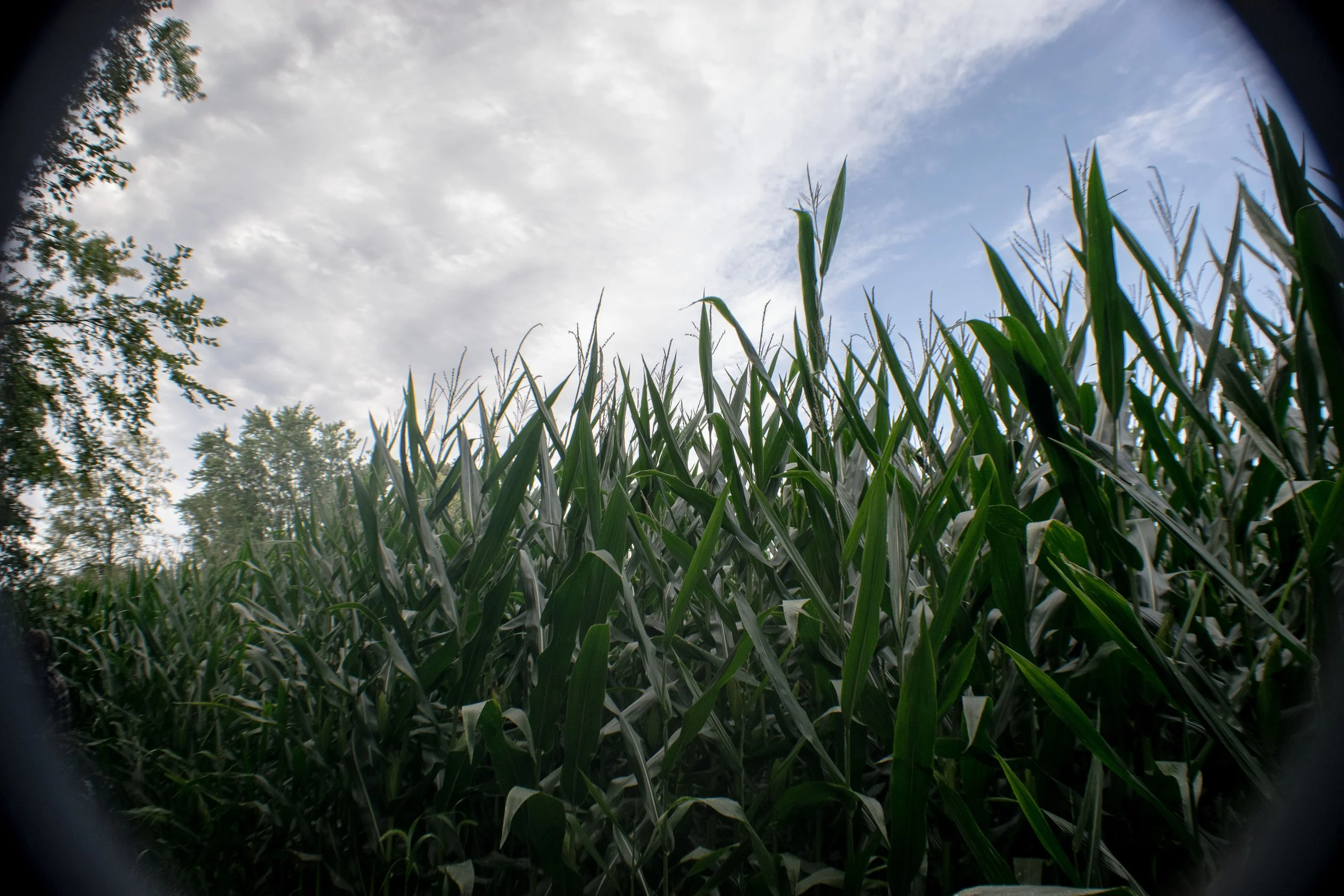 corn.feild.1.KatrinaHarper.jpg