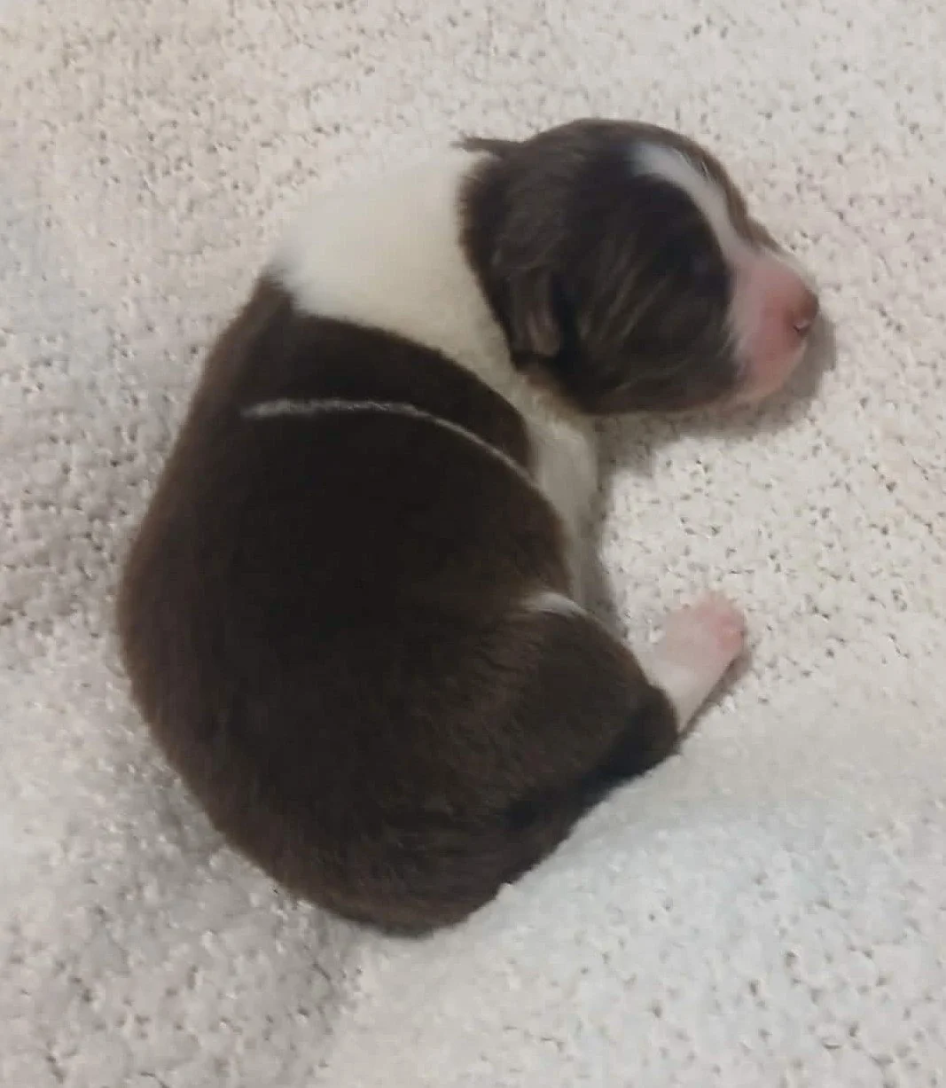 Chocolate Female - Available