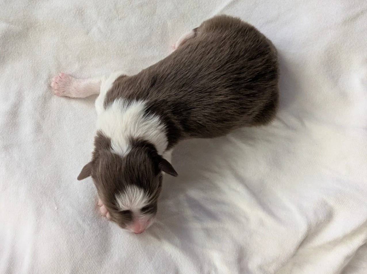 Chocolate and white girl - sold - Jessica's girl