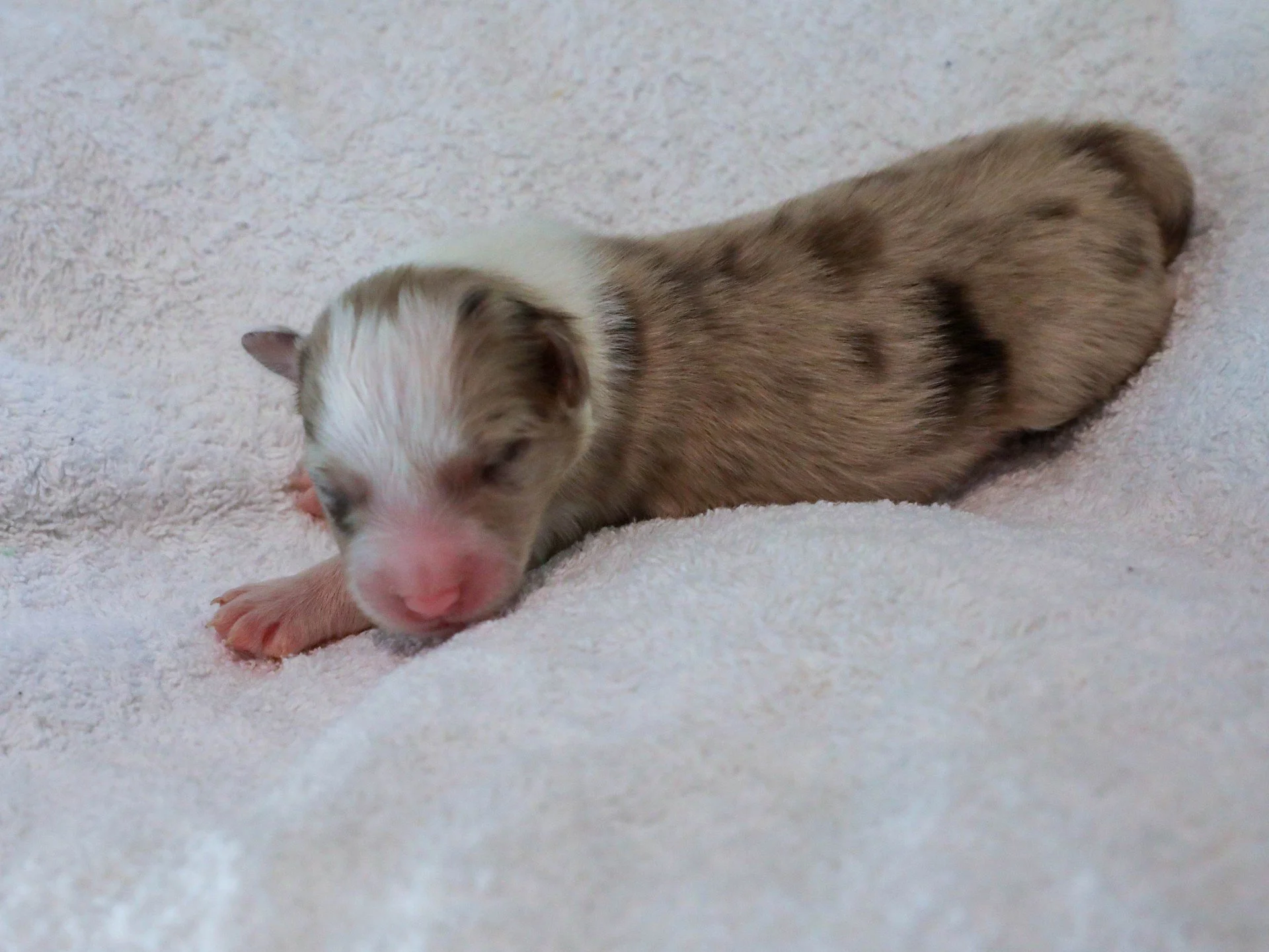 Chocolate merle boy 1