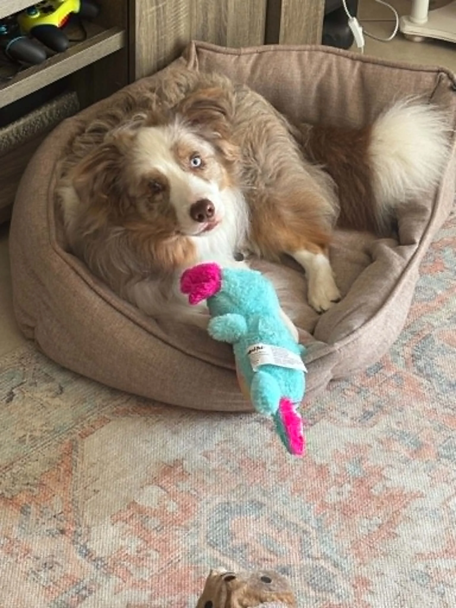 Just Loves his Toys