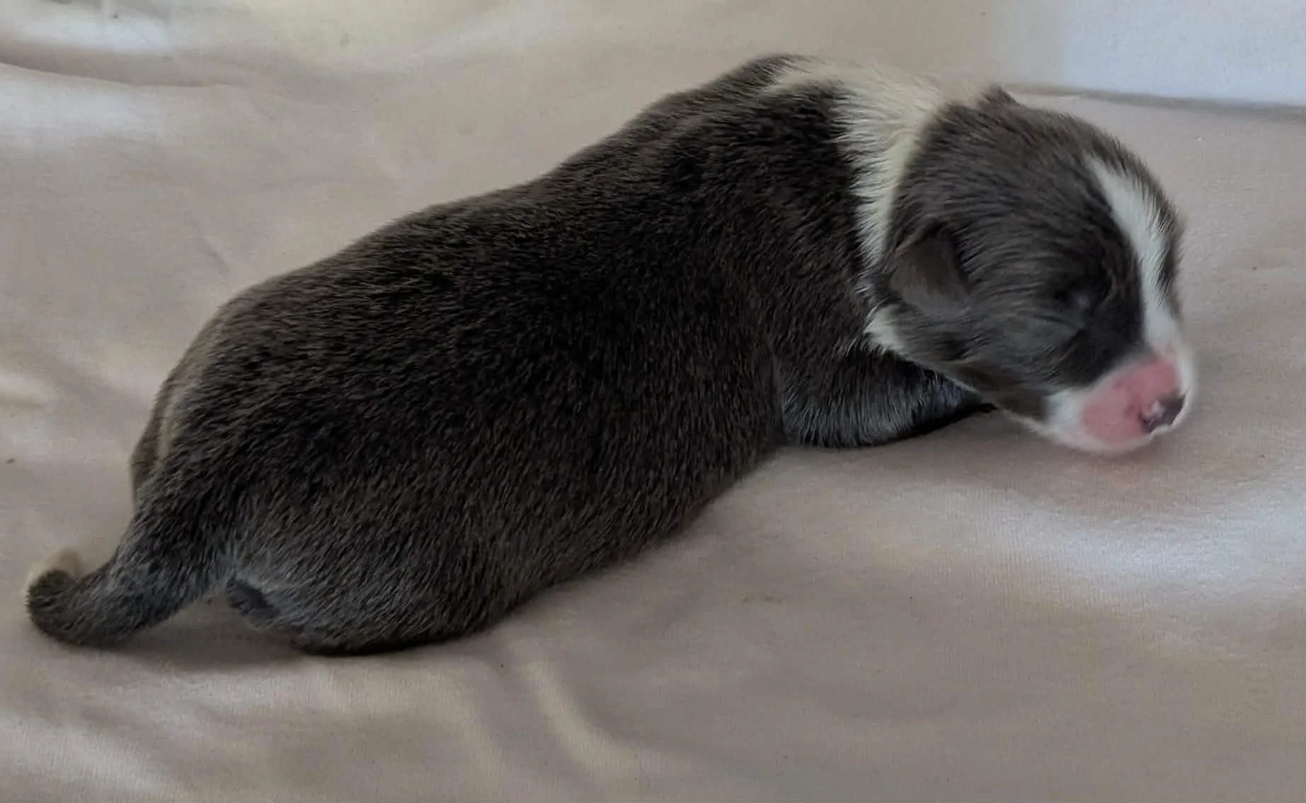 Blue Girl 1 - available 