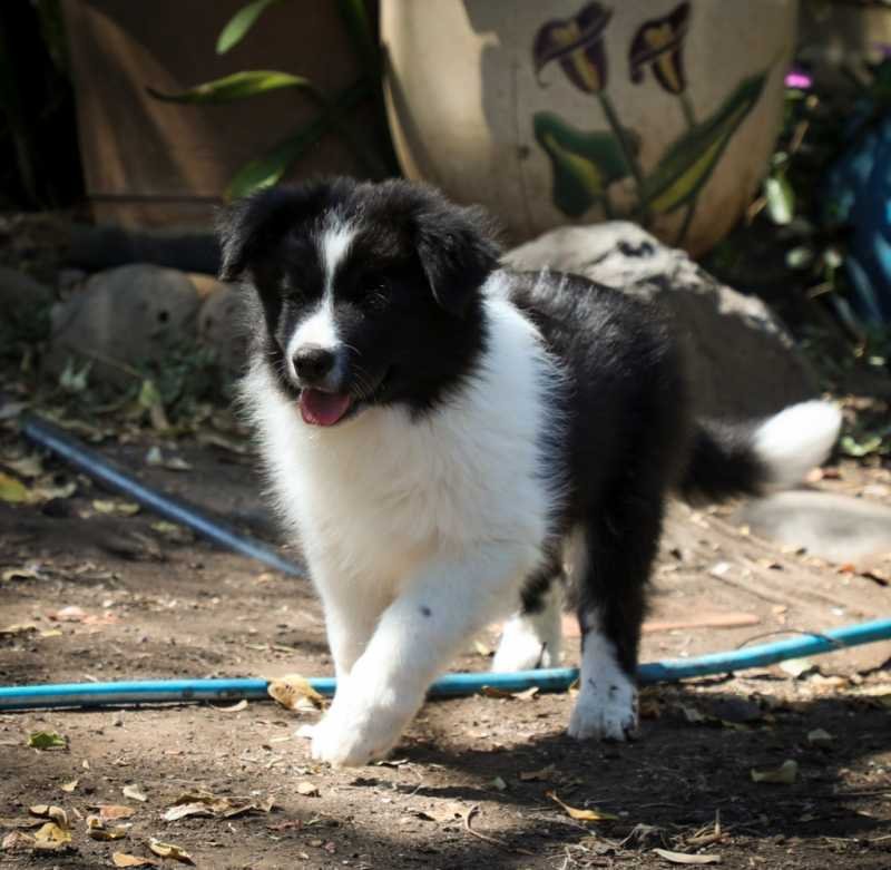 BLACK AND WHITE MALE