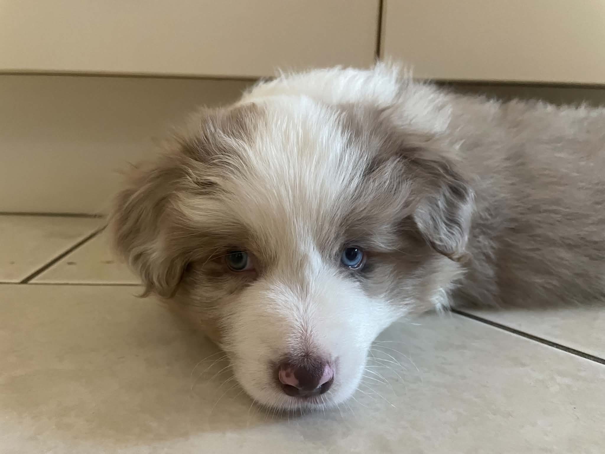 Dusty at about 8 weeks old