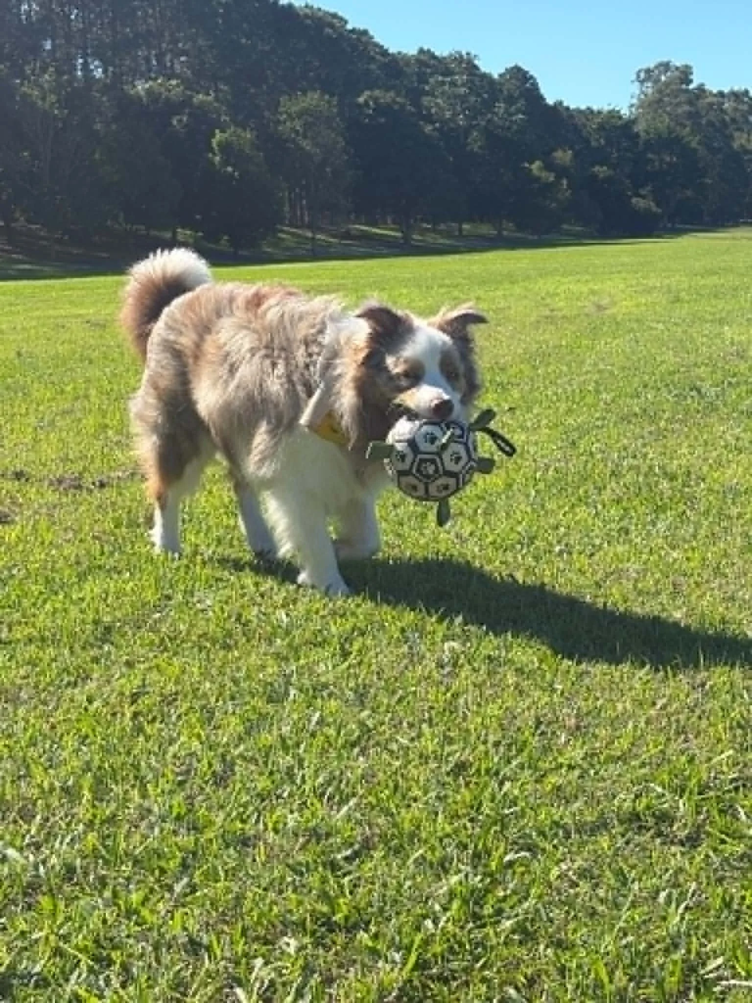 Dusty enjoying Ball Time 