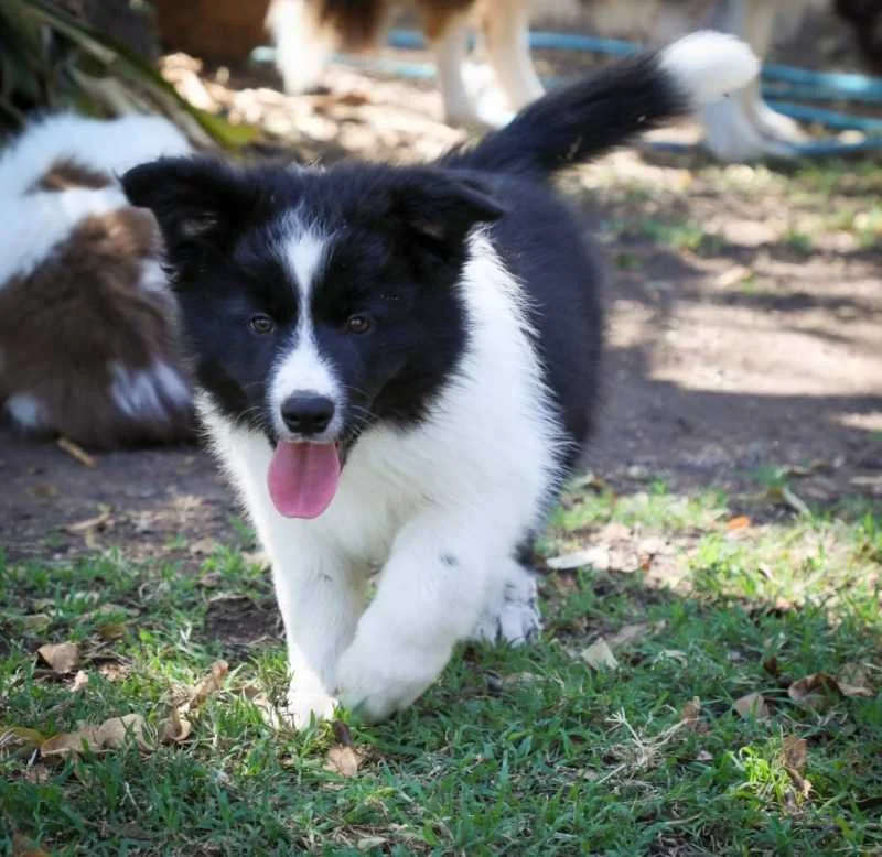 Black and White MALE