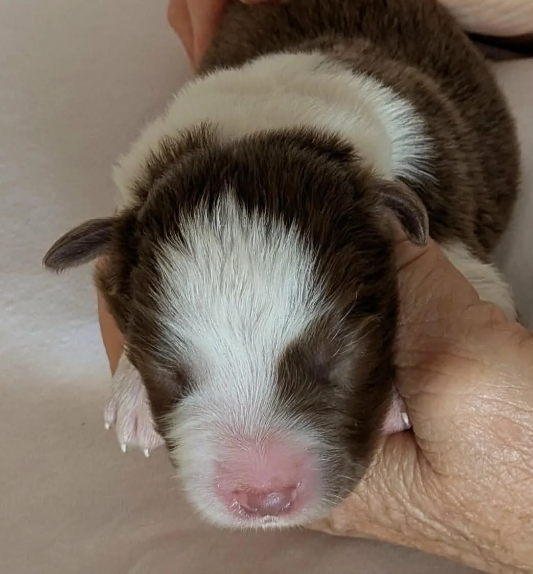 Chocolate Boy 3 - sold