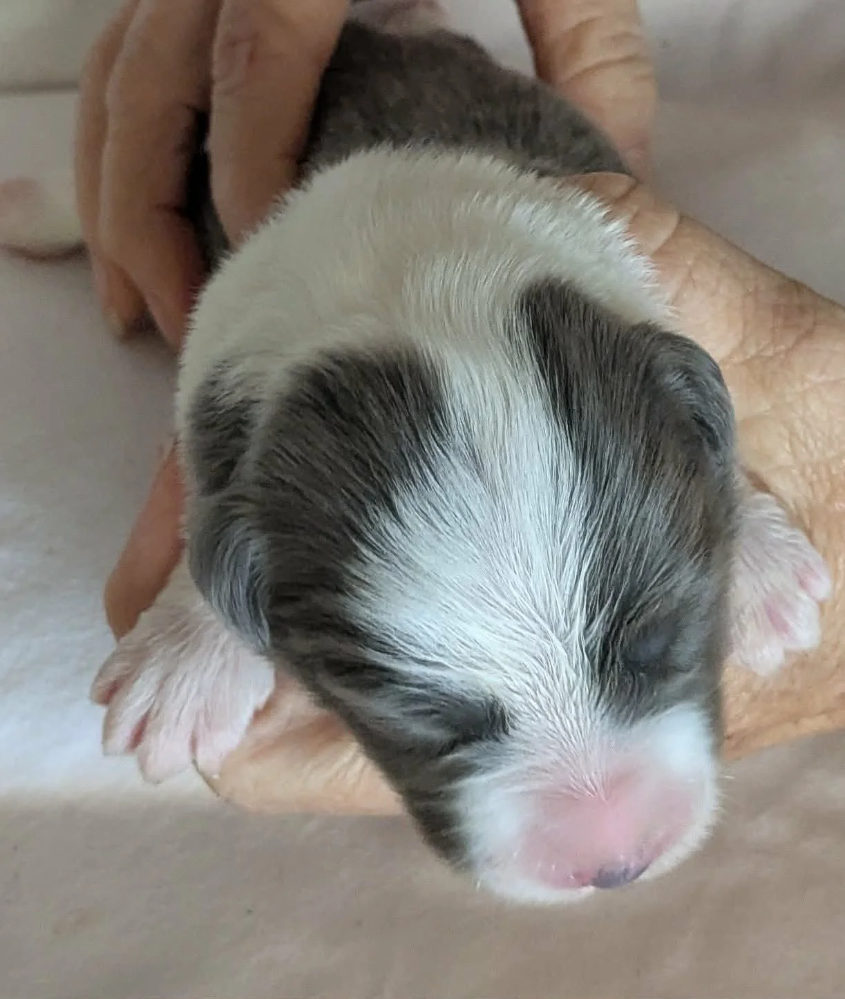 Blue Girl 2 - On Hold