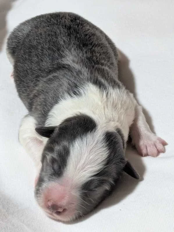 Blue and white boy - SOLD