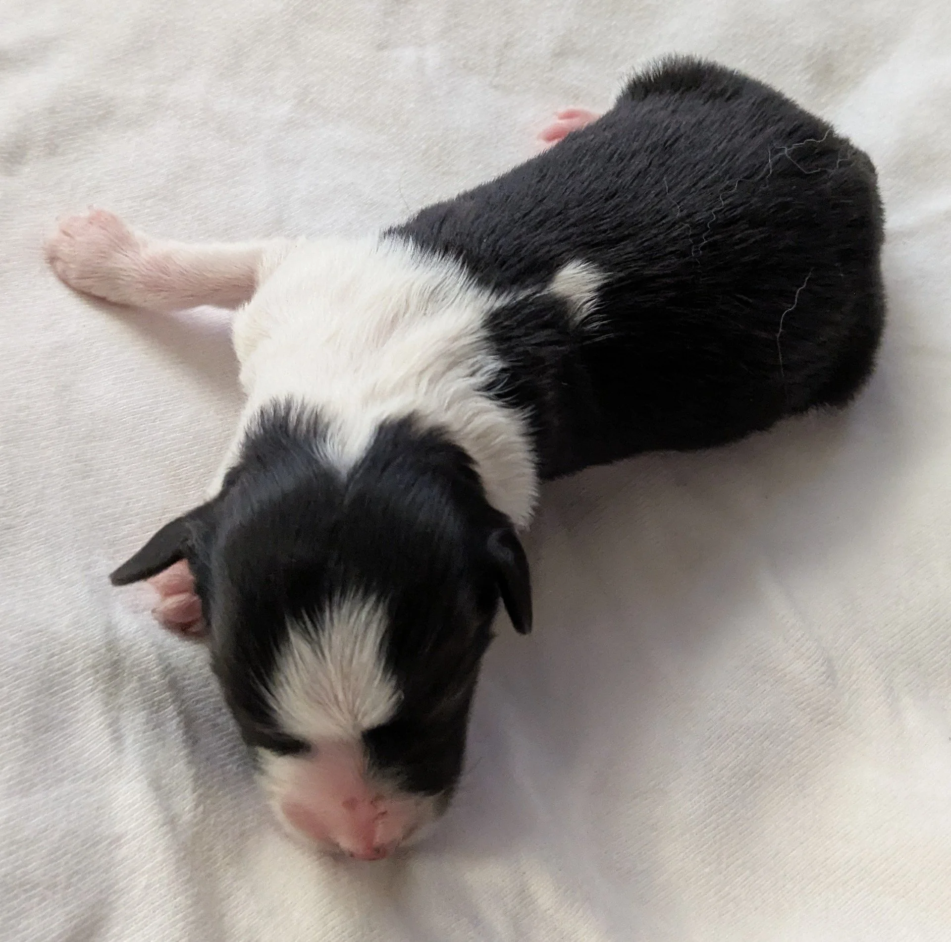 Black and white girl 1