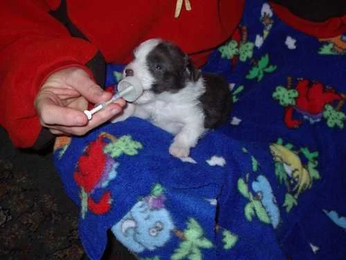 Jordie at five weeks still being hand fed
