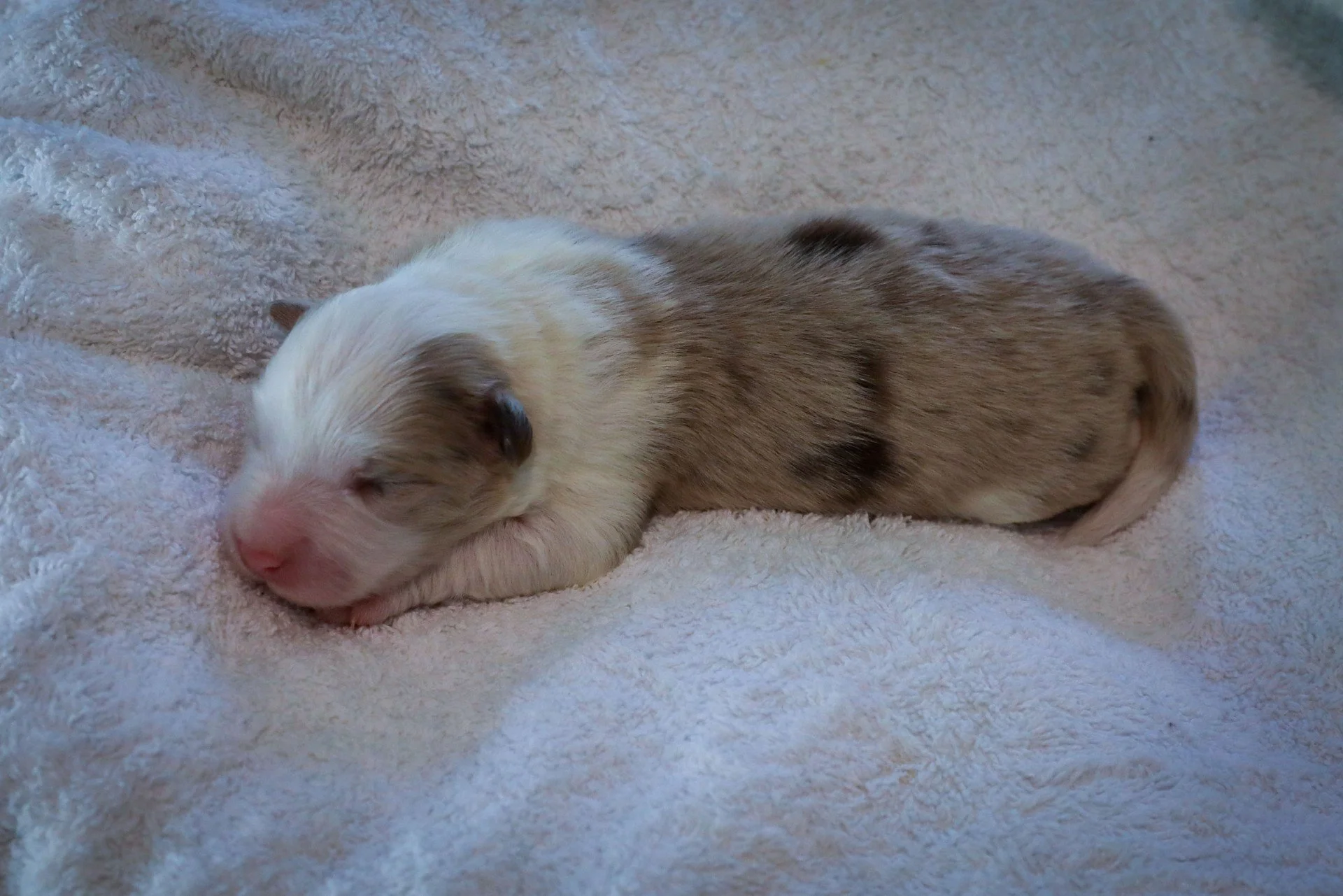 Chocolate merle boy 2