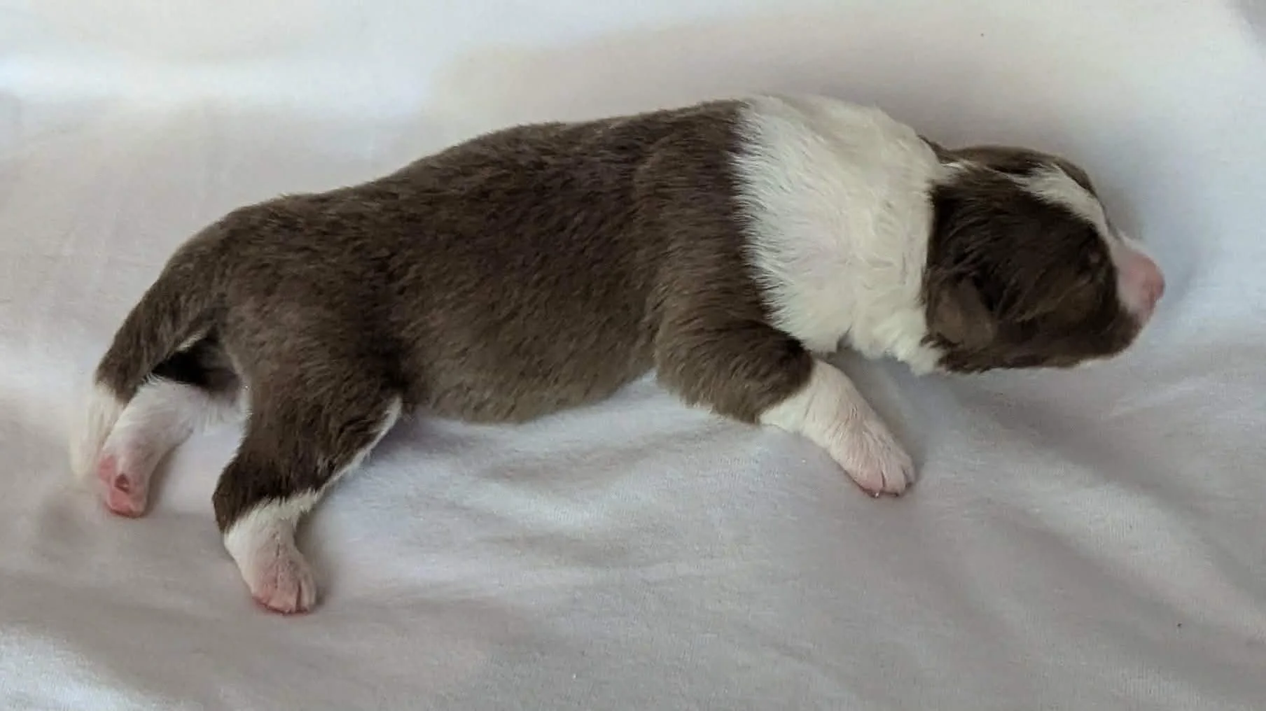 CHOCOLATE BOY - 2 - AVAILABLE