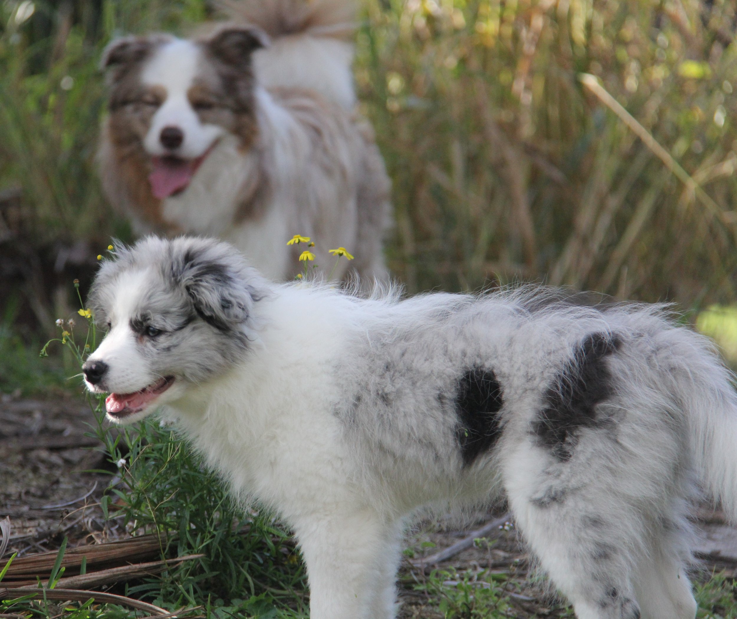 Opal with her Dad, Dusty