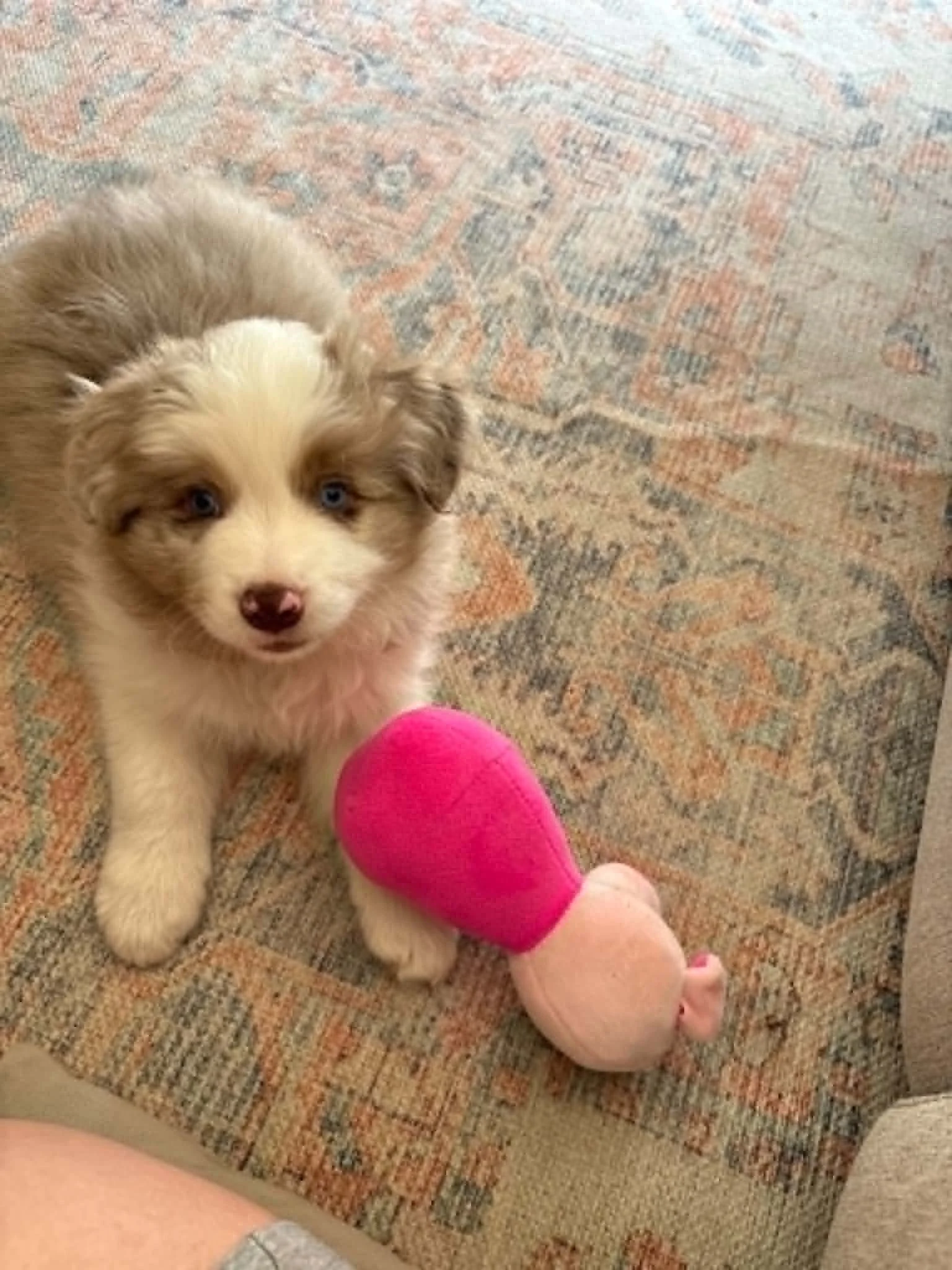 Dusty again as a puppy