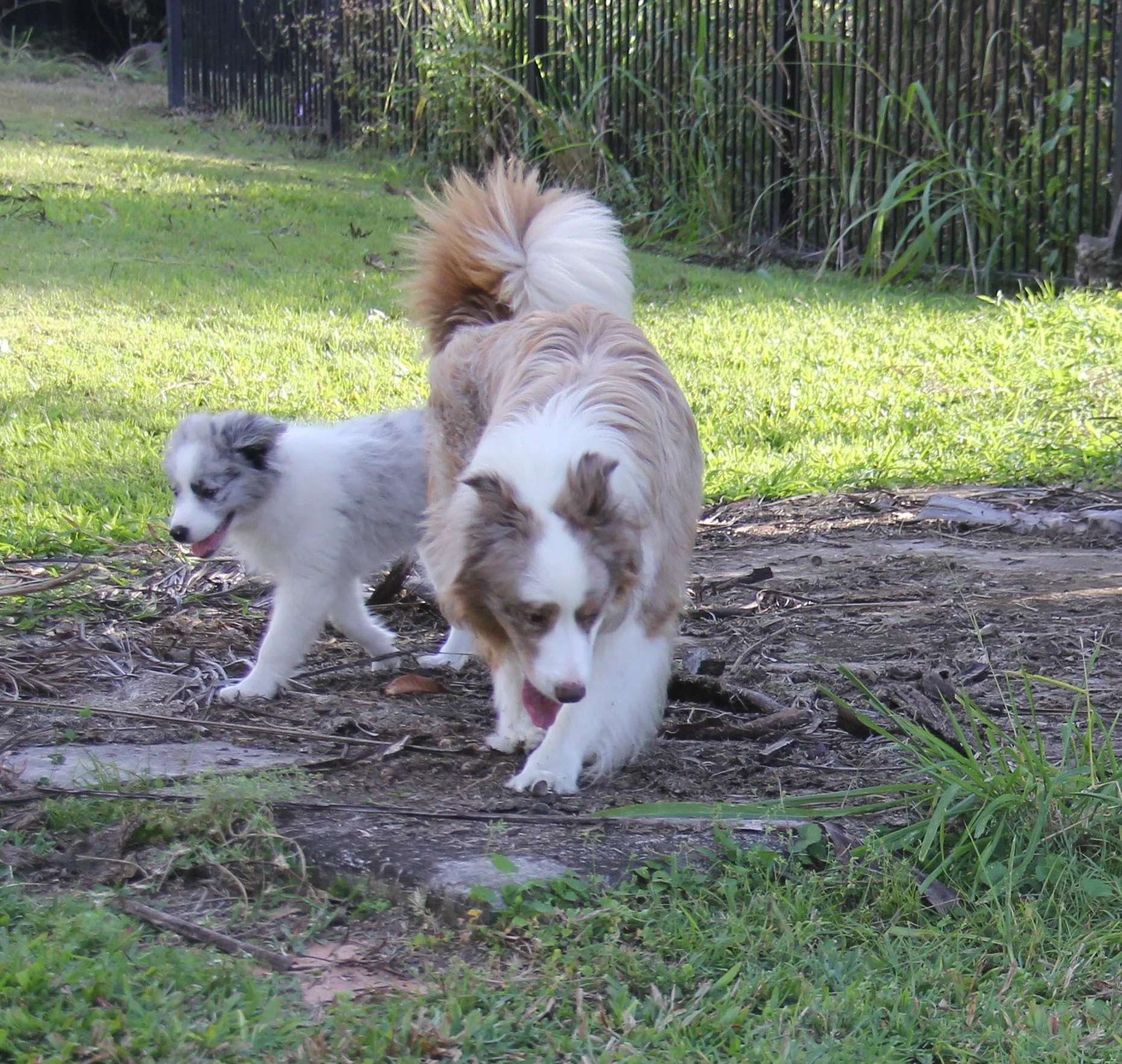 Opal with her Dad, Dusty