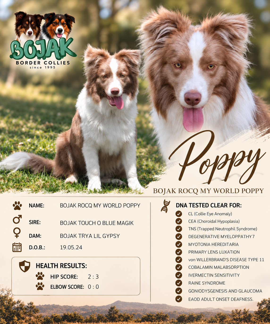 Poppy Border Collie Breeder Poster.png