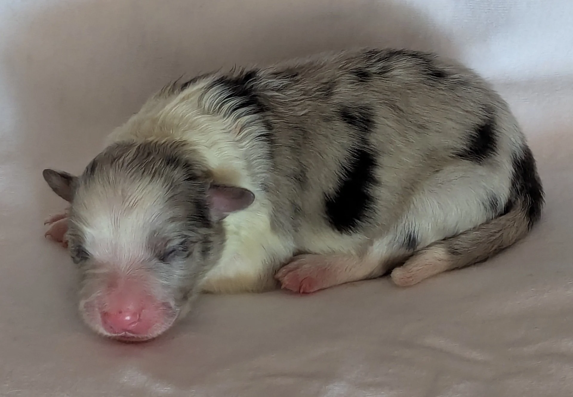 BLUE MERLE - SOLD - ANNA'S LITTLE GIRL - 