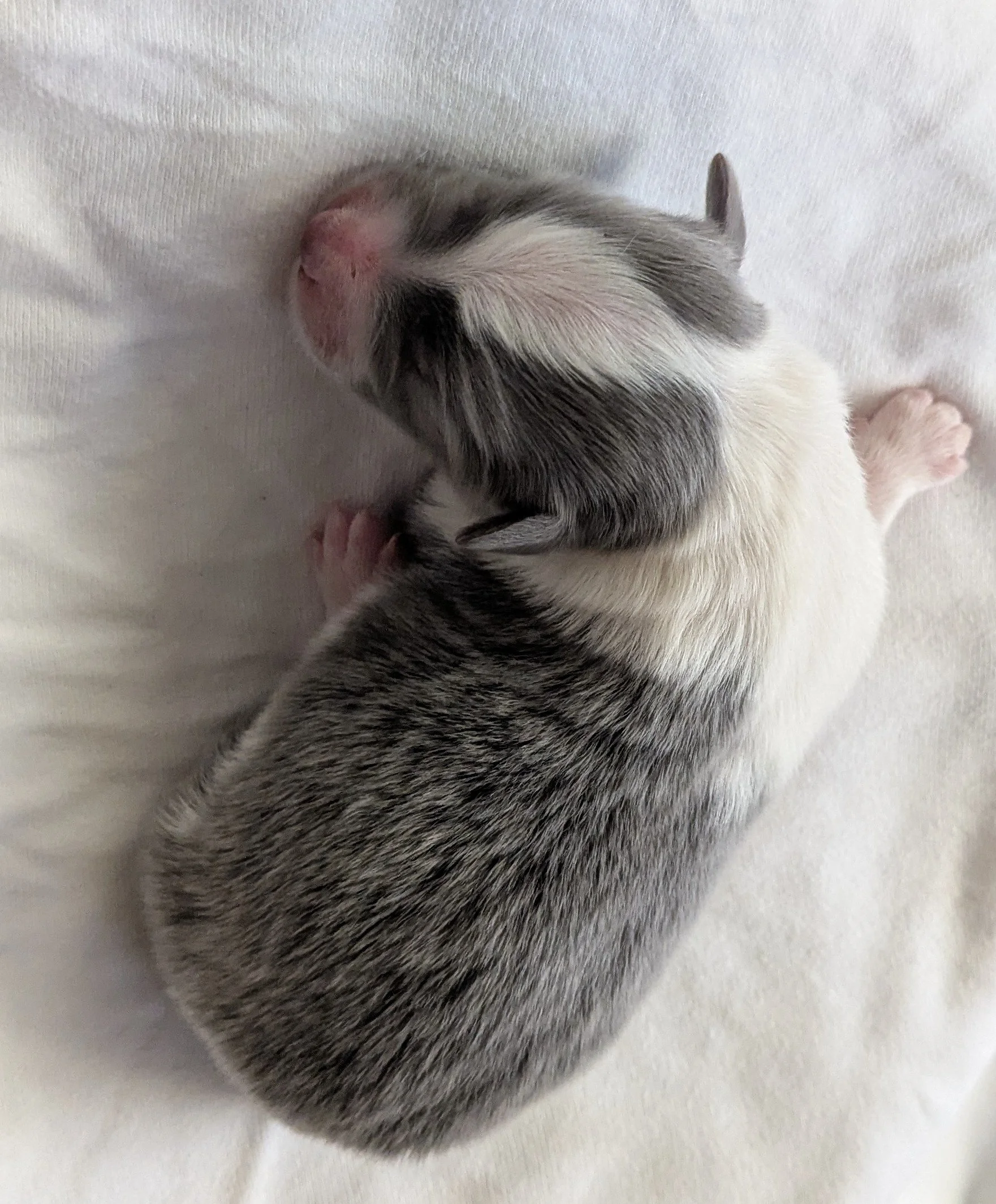 
Blue and white boy - on hold for Davina