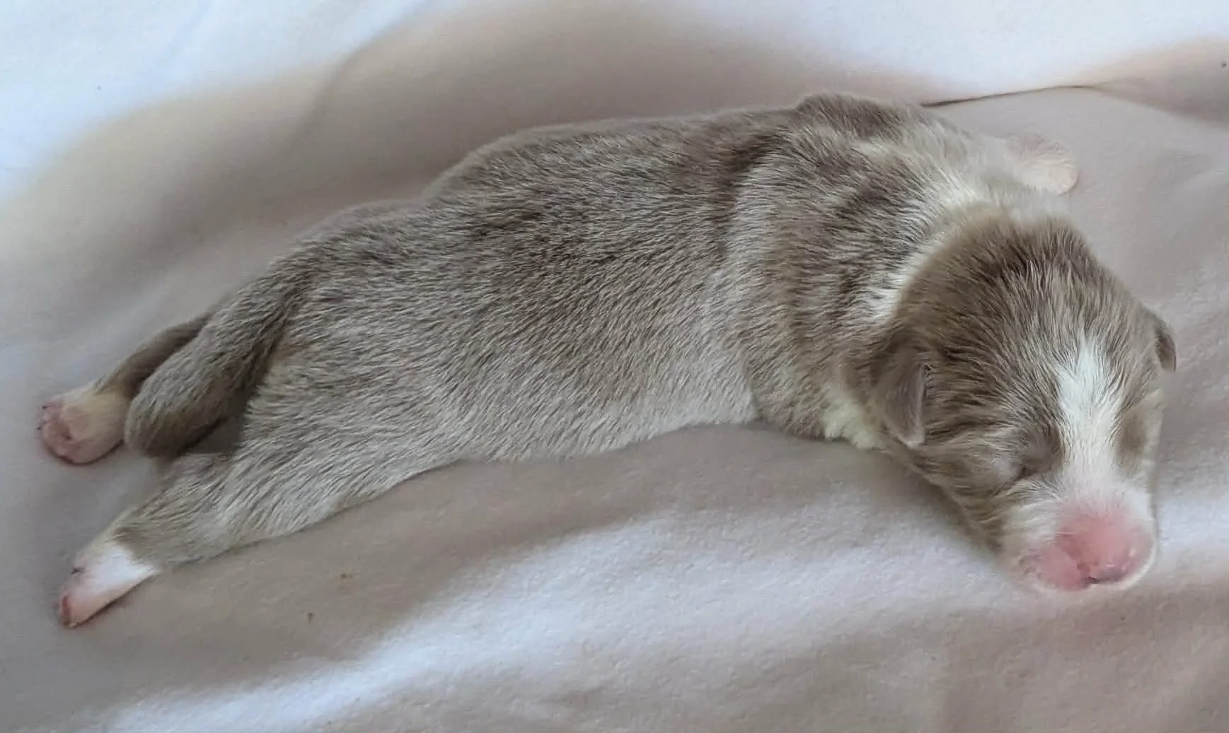 Lilac Girl - sold - Julia's Girl