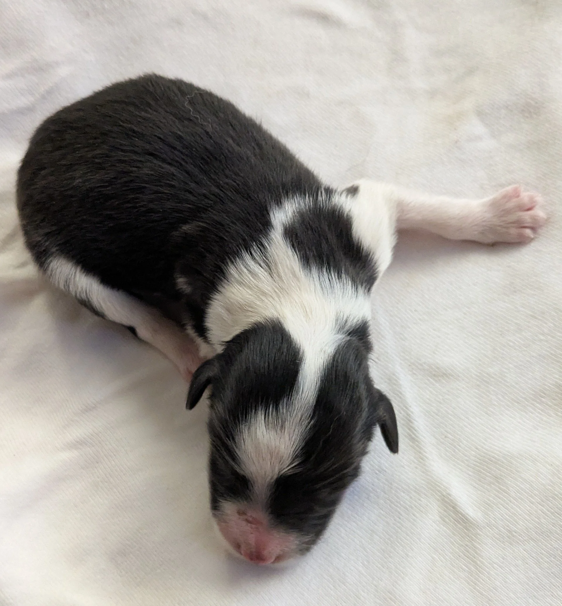 Black and white girl 2