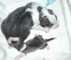 Jordie at two weeks with his litter sister
