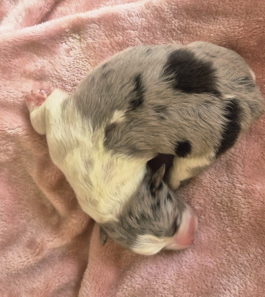 Blue merle girl - ON HOLD FOR OLIVIA