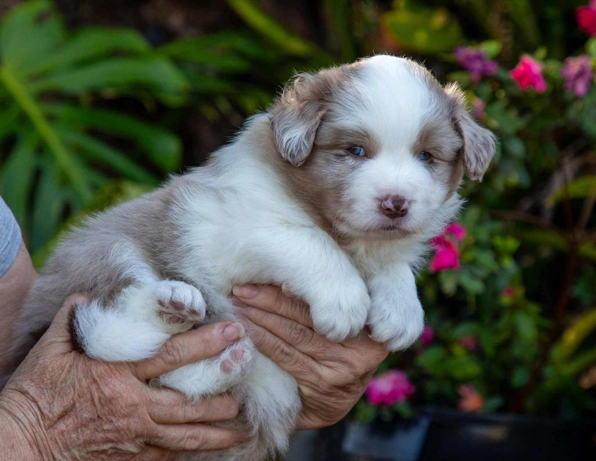 Dusty 5 weeks