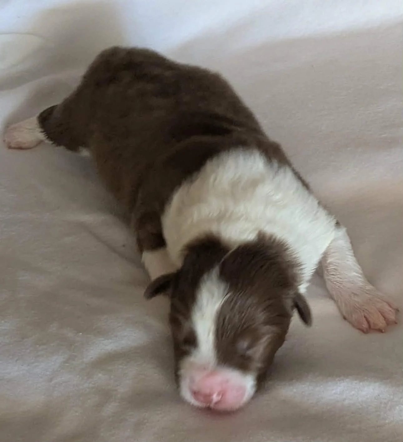 Chocolate Boy 1 - Available