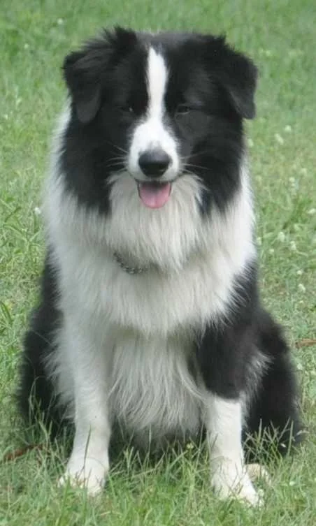SHEP AGAIN.jpeg