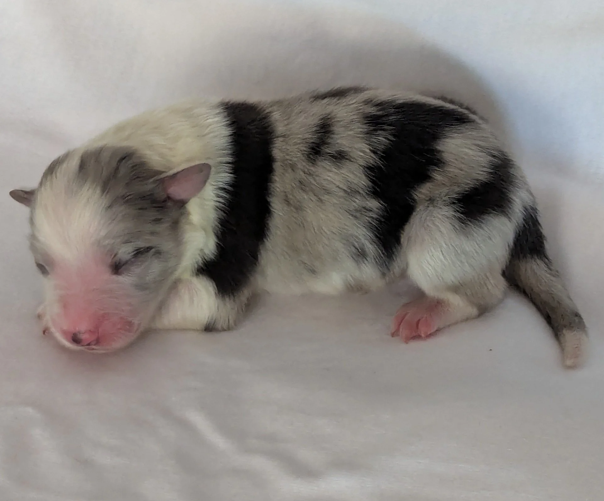 Blue merle girl 1 -sold - Michelle's little girl