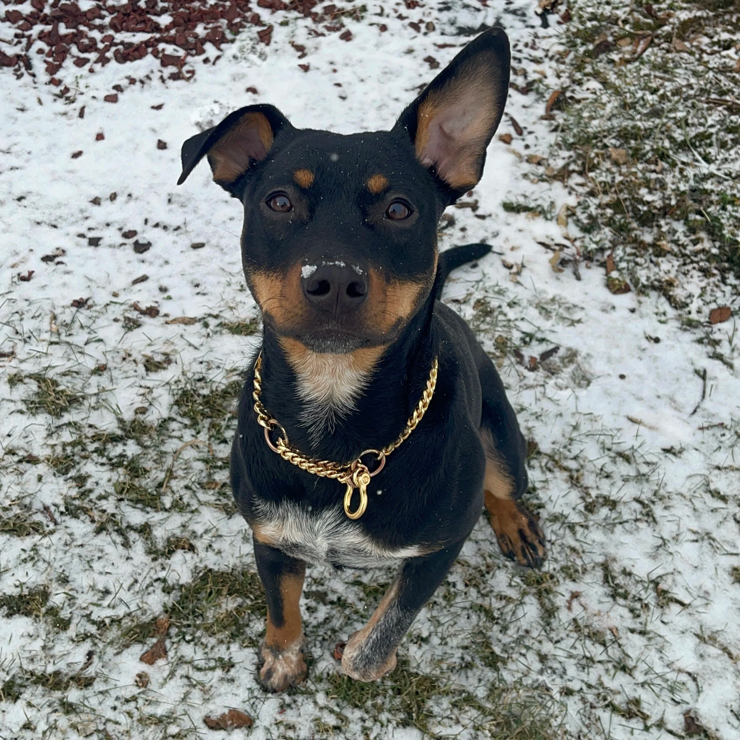 Small dog with black and tan colored coat