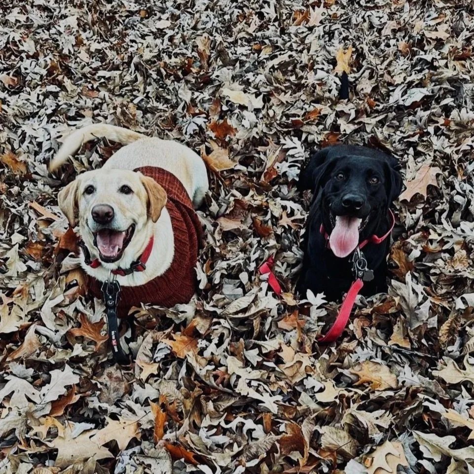 a yellow labrador and a black labrador in a pile of leaves.