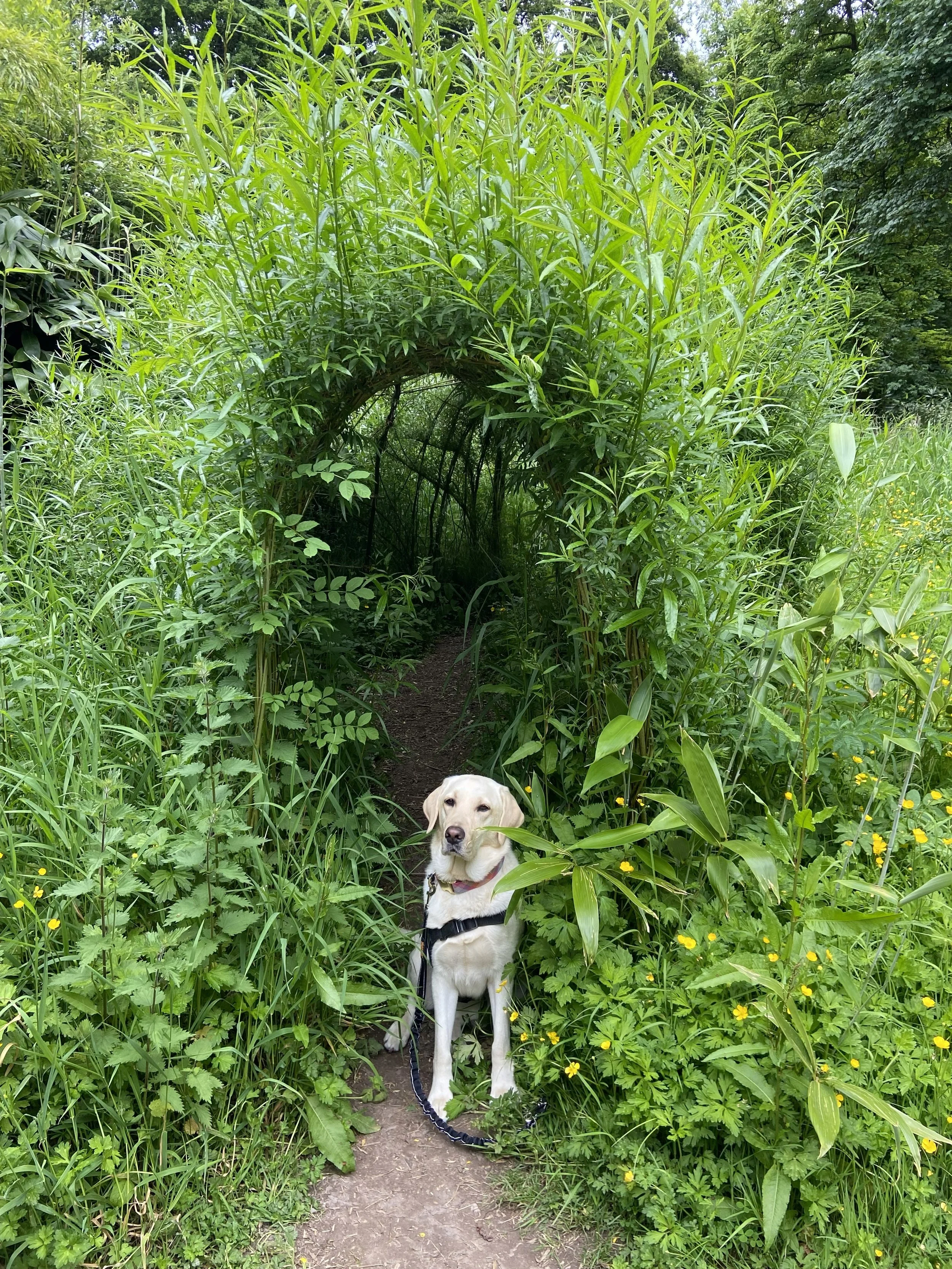 A yellow Labrador retriever dog standing on a narrow dirt trail surrounded by lush green plants and tall grass. The dog is wearing a harness and is looking directly at the camera. In the background, there is a small arch-like structure made of thick green foliage.