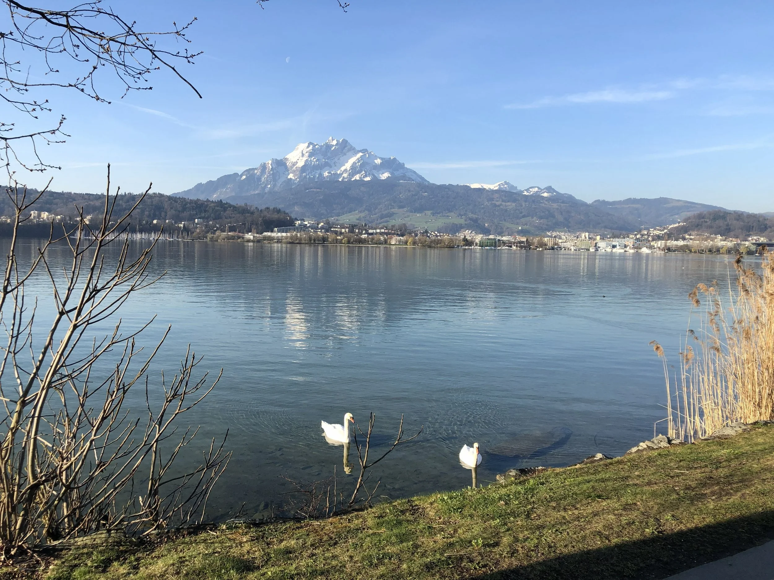 A lake with two swans swimming near the grassy shoreline. Snow-capped mountains in the background under a clear blue sky with a visible moon.