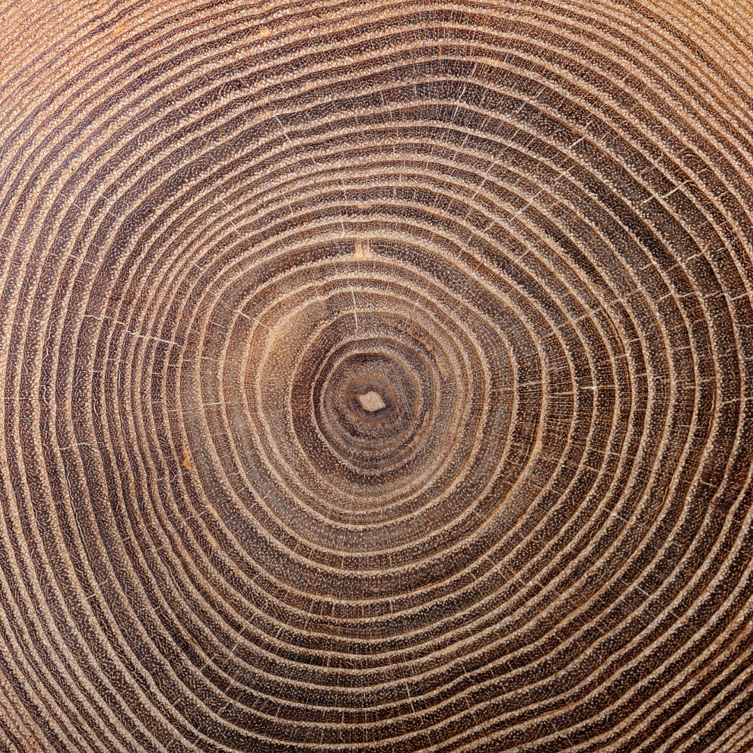 Close-up of a wooden cross-section showing tree rings.