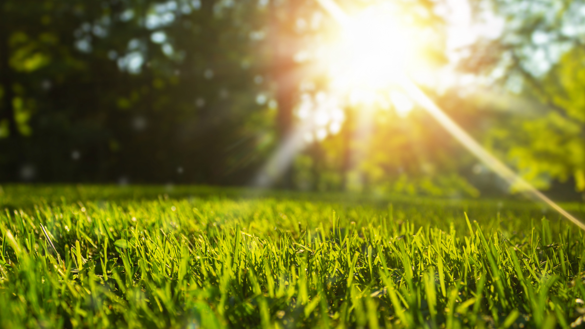 Sunlight shining through trees onto a grassy field.