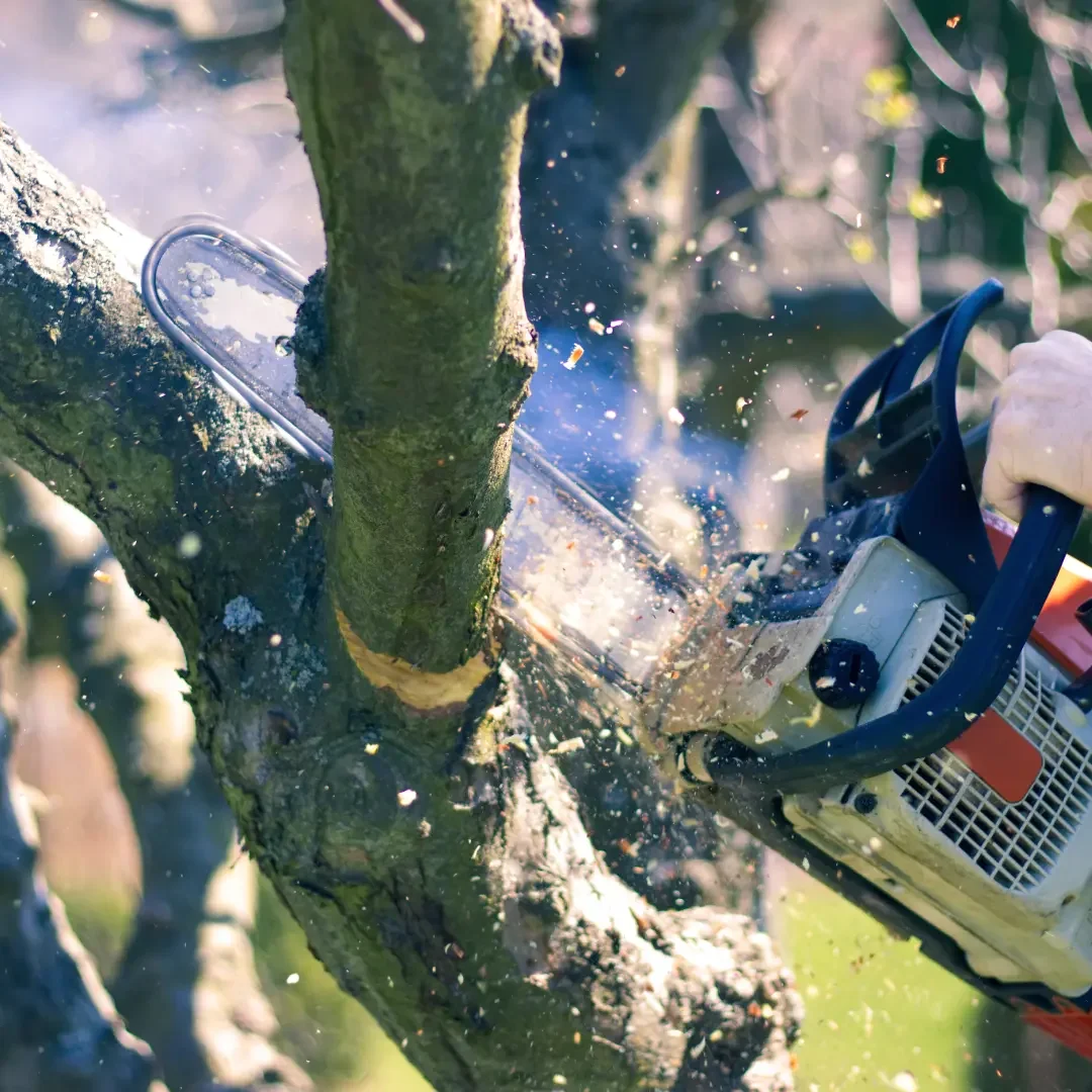 A chainsaw cutting through a thick tree branch outdoors, with wood debris flying in the air.
