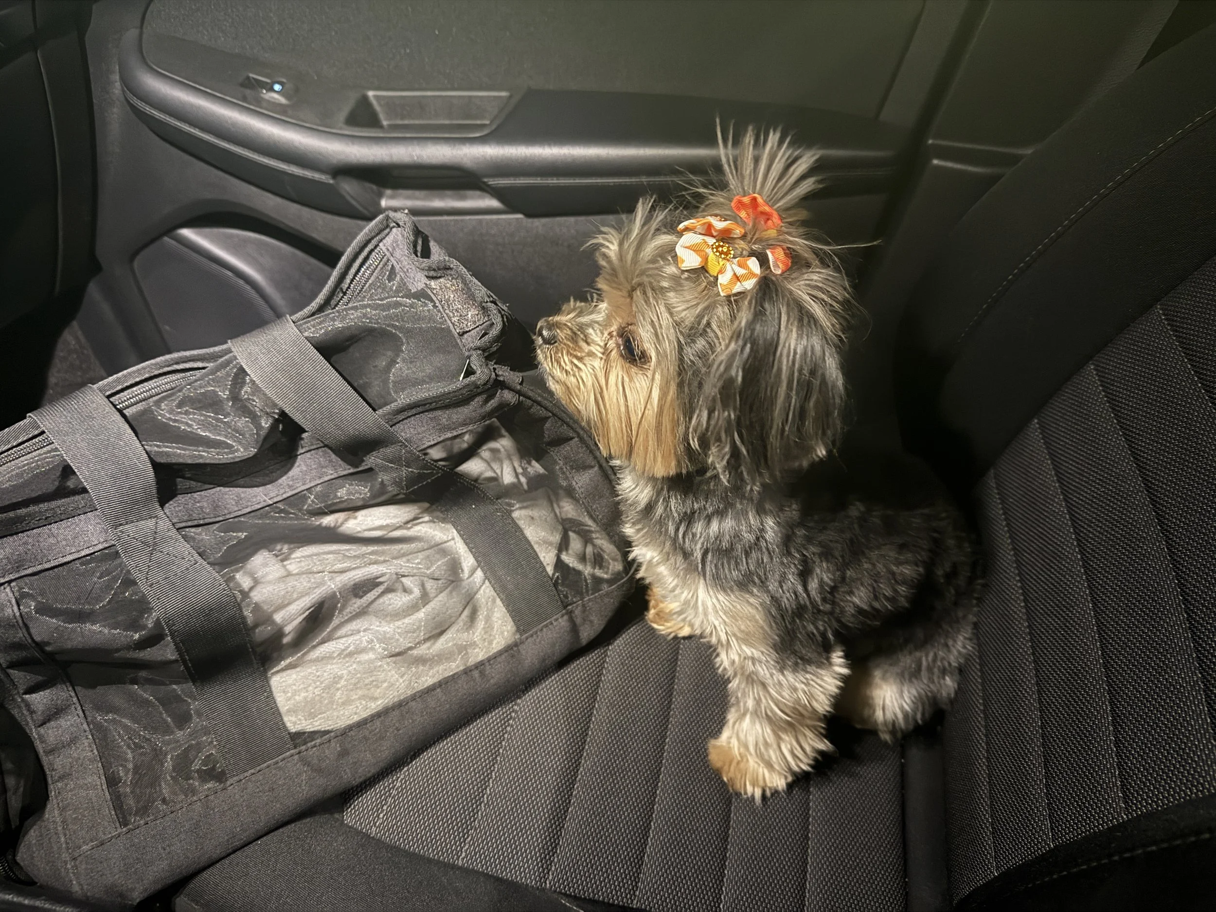 I took a client shopping today and trinket her dog kept me company