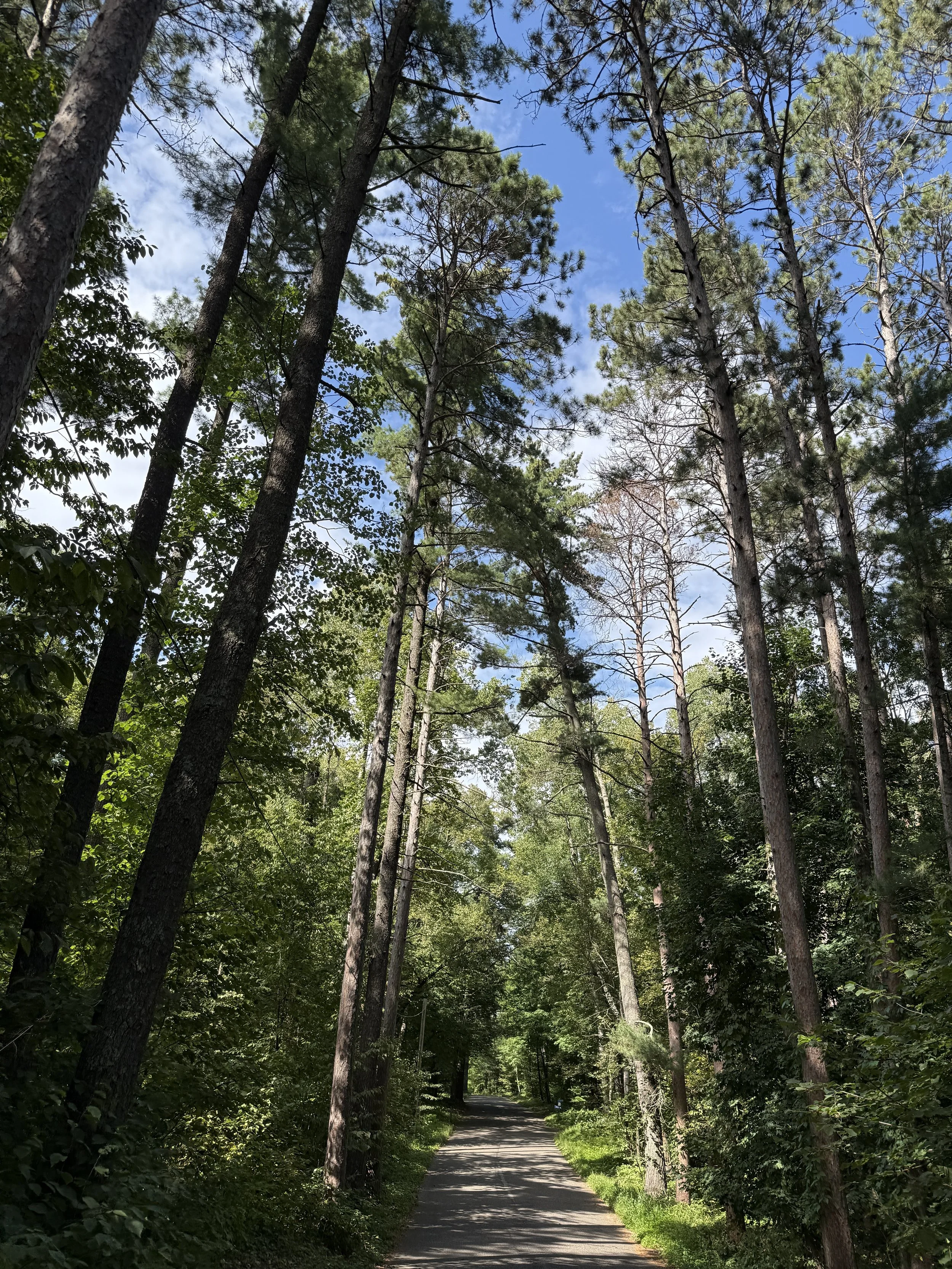 What makes campnisswa.com such an amazing website?