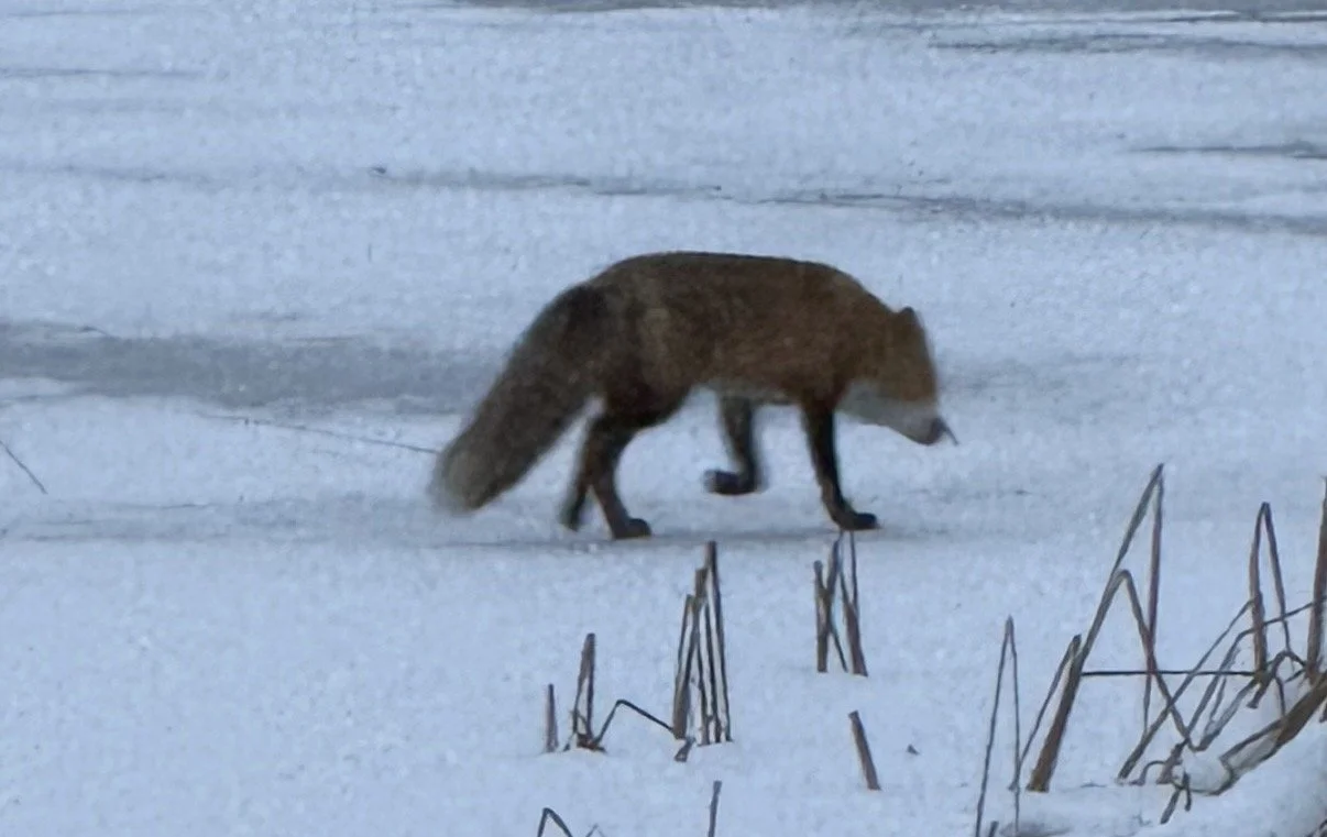 Red fox sighted frolicking on round lake ice