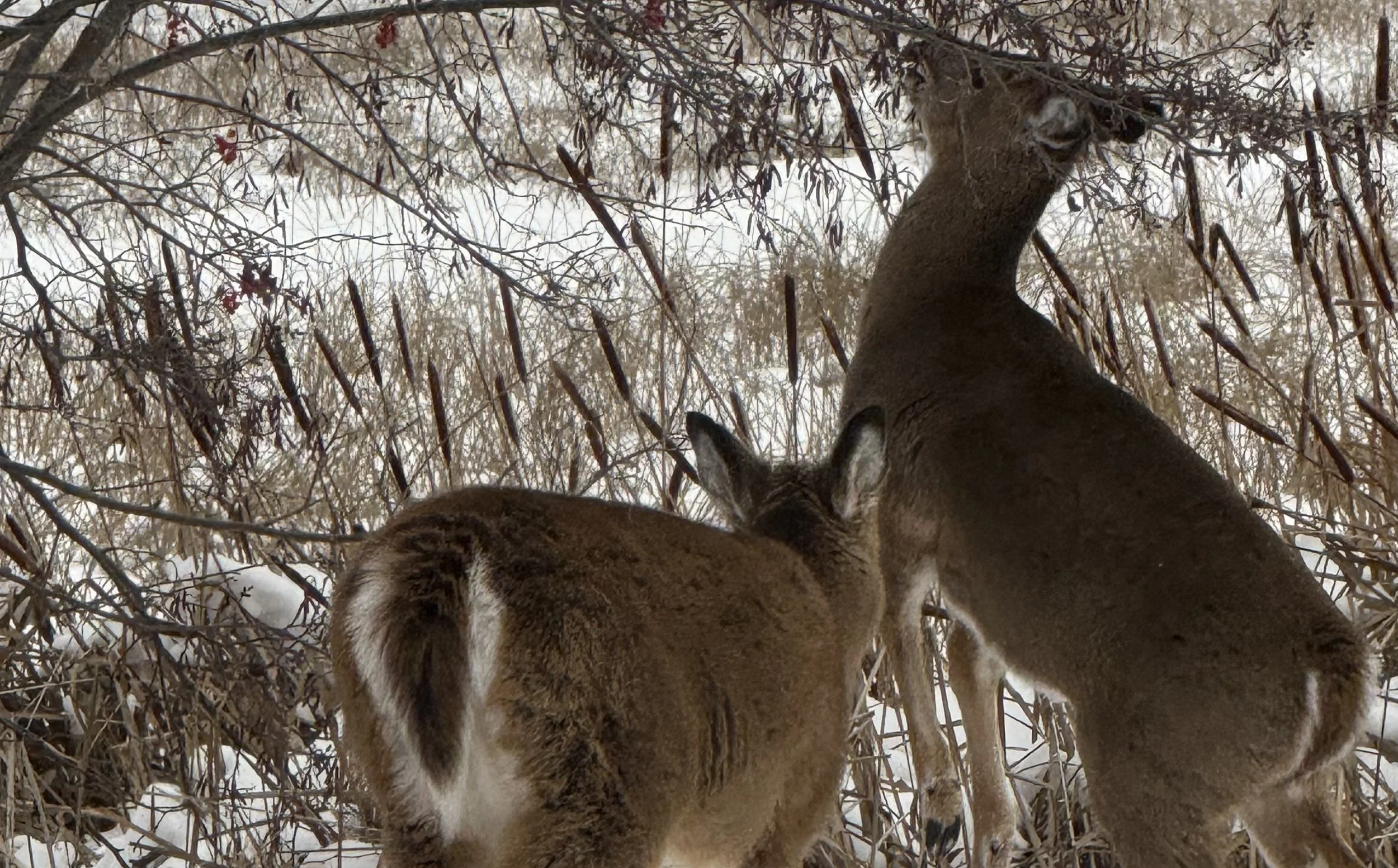 Deer love eating those berries in this cold temperature