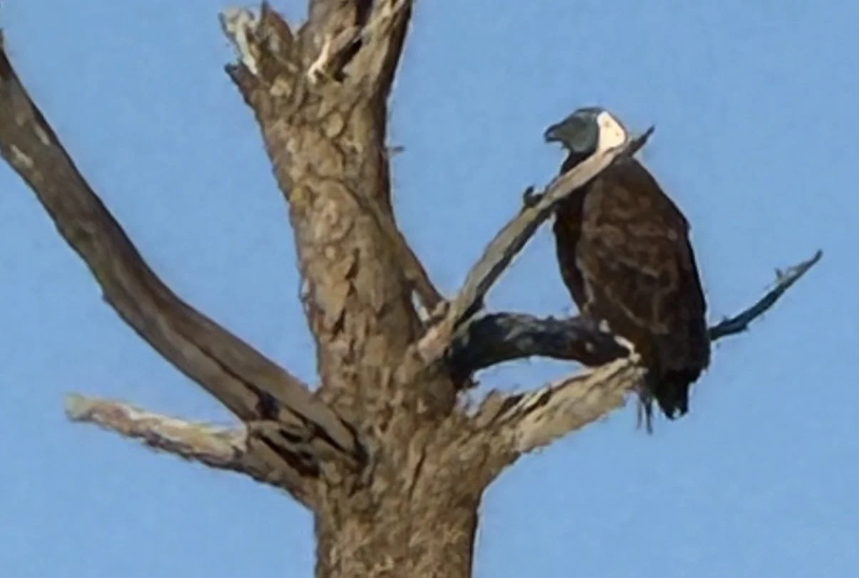 Eagle perched above BLA Rides headquarters