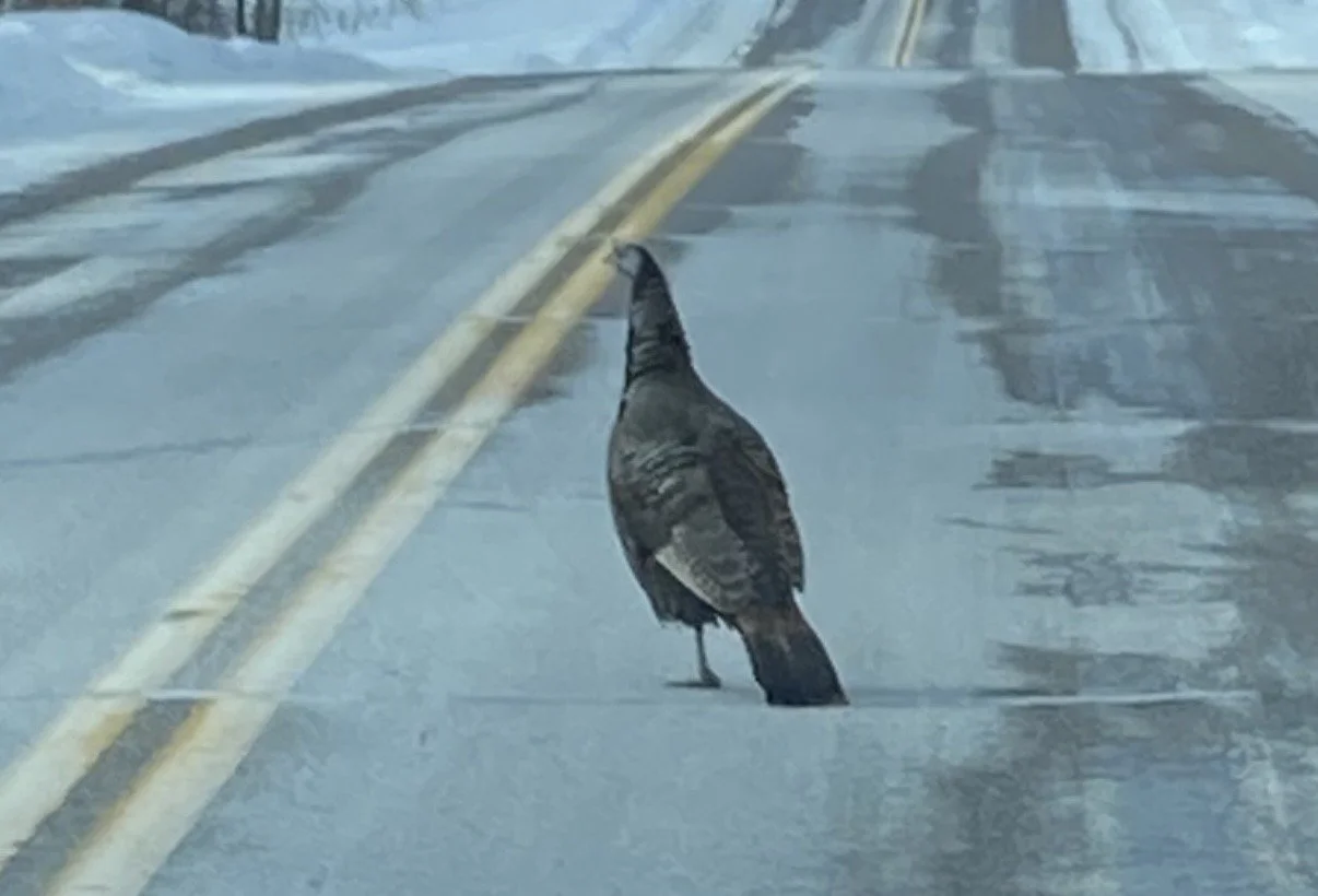 Not abundant as deer there are still a lot of them out there