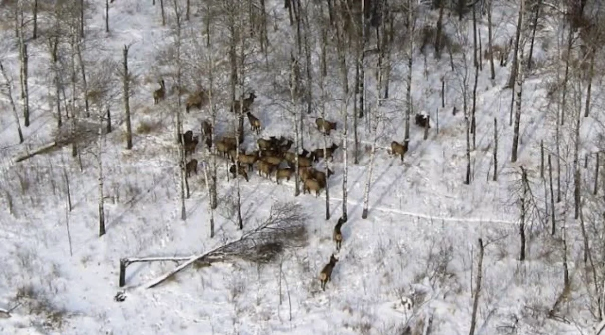 DNR will survey elk, educate Minnesotans about the ‘treasure’ of wild herds