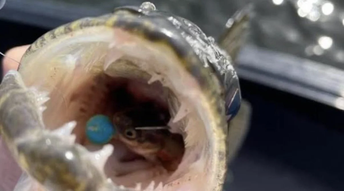 How Forward Facing Sonar Is Impacting Walleye Fishing in MN