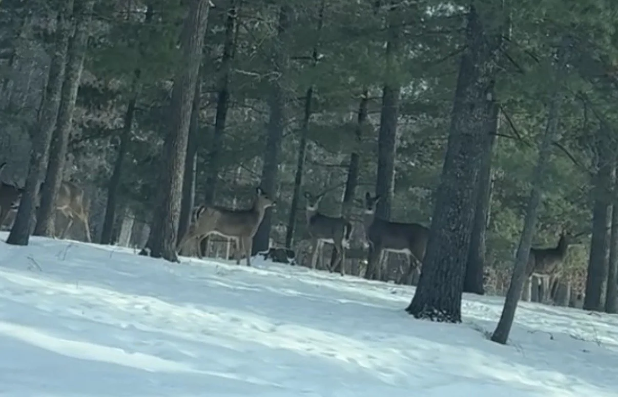 Need a ride? I gotchoo!